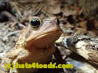 /home//u458753944/public_html/sourcegallery//Roxborough Toad Detour/2013-2019/2017/P4110689.JPG